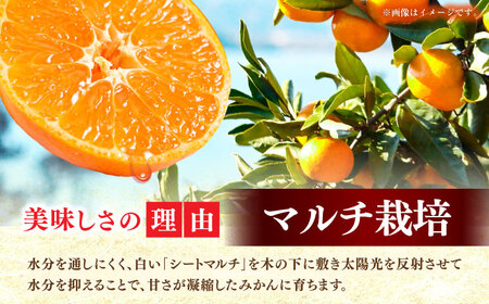【化粧箱】長与温州みかん12-15玉（2L-3L） 長与/JAじげもん長与直売所[EAF009]