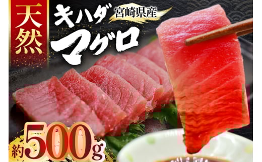 マグロ 刺身 宮崎県産 天然 キハダマグロ 約500g [ミツイ水産 宮崎県 日向市 452061258] まぐろ 鮪 ブロック