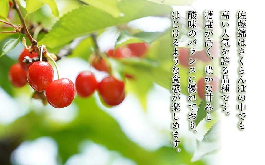 【令和8年産先行予約】こだわりのさくらんぼ「佐藤錦」（Lサイズ以上）バラ詰め 500g いまいのさくらんぼ園 K-835
