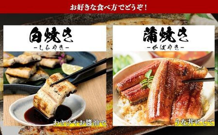 【定期便全6回】 鹿児島県 大隅産 千歳鰻 白焼き 4尾・ 蒲焼 4尾 （1尾110g～130g）| 白焼き