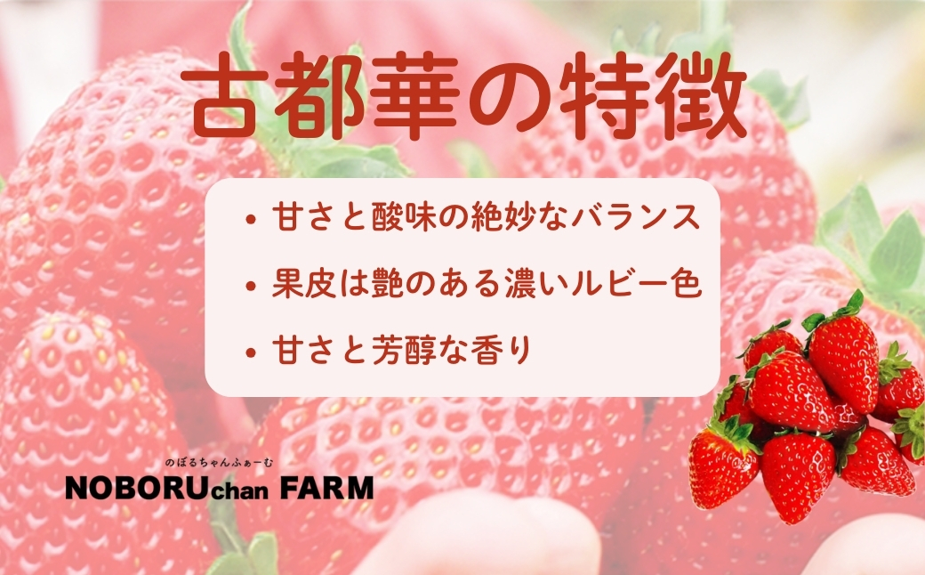 【 先行予約 / 数量限定 】 いちご 500g 以上 ( 270g × 2P ) 新鮮 産地直送 厳選 【2026年1月以降発送】 旬 ブランド イチゴ 苺 古都華 フルーツ 果物 くだもの 国産 