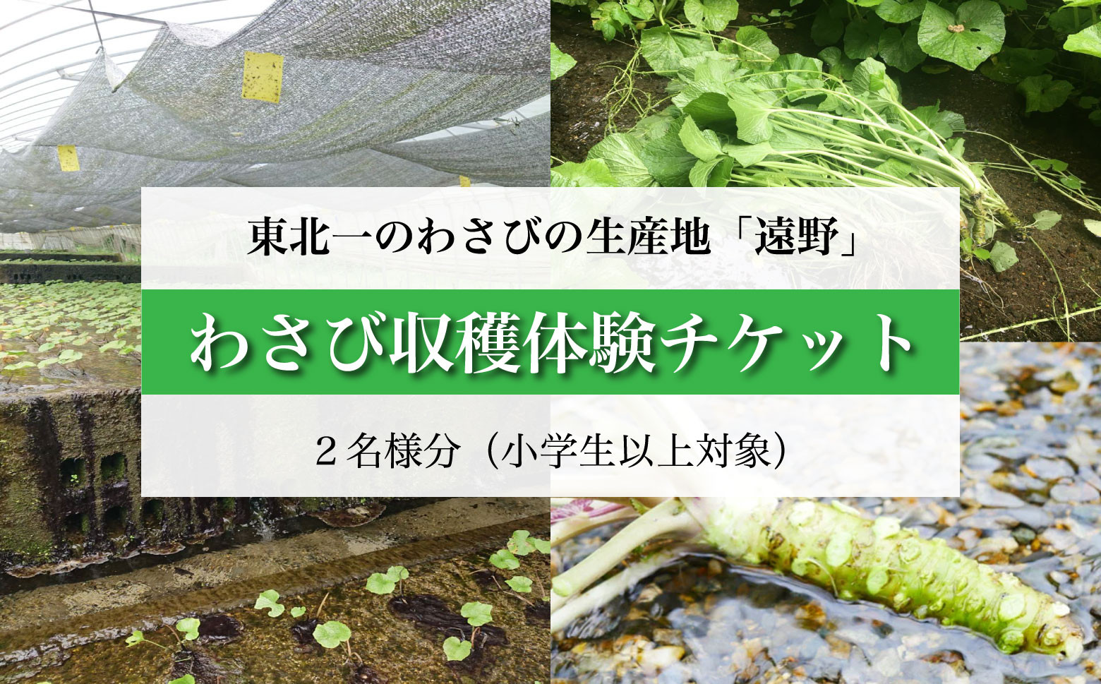 
            わさび 収穫体験 チケット （2名様分） / 岩手県 遠野市 宮守町 達曽部 生産量 東北一 こんたでぃーの遠野
          