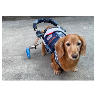 ふるさと納税 西条市 ペット用オーダーメイド車いす　中型犬 |  | 01