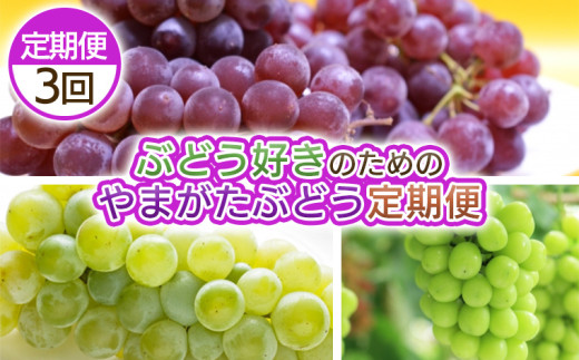 【定期便3回】ぶどう好きのためのやまがたぶどう定期便 FY25-038