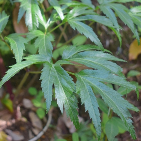 【むろうはちみつ】プロポリス入りはちみつ当帰のど飴１０ヶセット 室生 蜂蜜 薬草 薬膳 大和当帰　当帰葉 父の日 母の日 プレゼント 手土産 お取り寄せ 結婚祝い 内祝い お中元 贈答用 贈り物 暑中