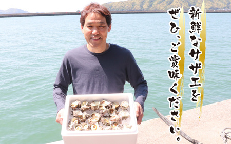 【先行予約】【期間限定】朝獲れ直送!若狭の天然活サザエ 2kg [A-012024]