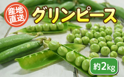 グリンピース 約2kg セット 栽培期間中農薬不使用 野菜 豆 惣菜 サラダ 産地直送 下関 山口