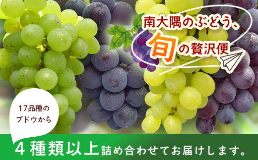 【期間限定!数量限定!】今が旬！ブドウ味くらべ約3kg (6～7房) TE710｜産地直送 旬 ブドウ 葡萄 ぶどう フルーツ 果物 くだもの 果実 食べ比べ 鹿児島県 南大隅町 有限会社ティエラ　