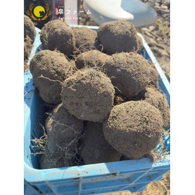 ふるさと納税 能美市 能美市特産品　加賀丸いも　秀品　3kg(5〜6個) |  | 01