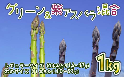 先行予約 紫入りアスパラ レギュラーと太め混合 １㎏ 朝採れ 新鮮 令和7年産 アスパラ アスパラガス 甘い 太い 柔らかい 特産品 野菜 春野菜 星野農園 新潟 新潟県 新発田産 新発田市 hoshino002