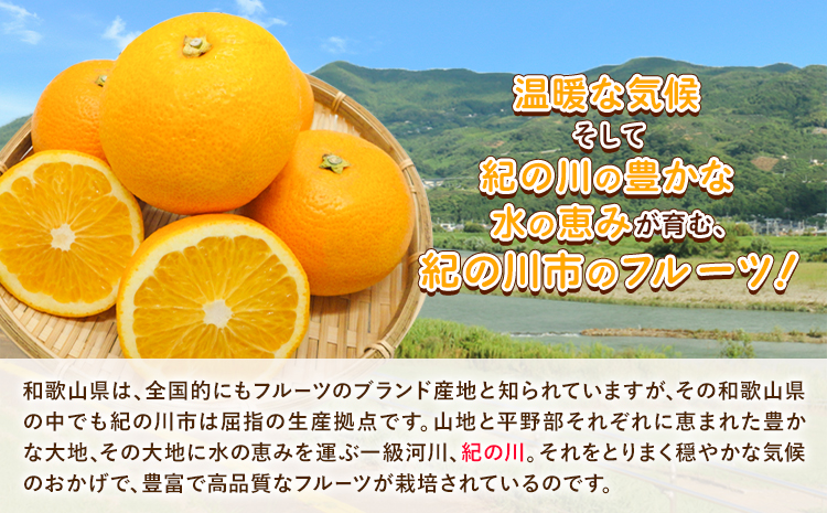 和歌山産 手剥き八朔缶詰 (450g×8缶入り) はっさく 柑橘《30日以内に出荷予定(土日祝除く)》 紀の川市厳選館 和歌山県 紀の川市 フルーツ 果物 缶詰---wsk_gsk45_90d_23_