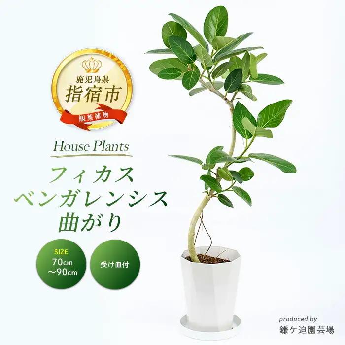 フィカス ベンガレンシス曲がり70cm～90cm 鎌ヶ迫園芸場 IB086-006  観葉植物 観葉植物