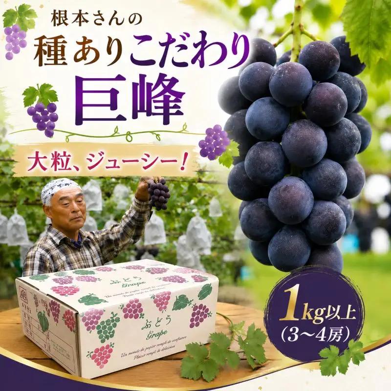 ぶどう 根本さんの種ありこだわり巨峰　約1kg | 完熟 葡萄 甘い 大粒 フルーツ 産地直送 栃木県 矢板市
