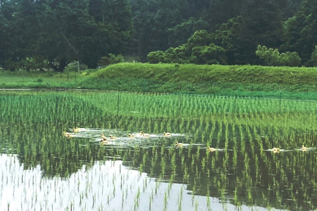 【令和7年産】有機 コシヒカリ 玄米 5kg 有機栽培 有機米 特別栽培米 合鴨農法 こしひかり お米 米 おこめ ブランド米 こしひかり 5キロ 国産 単一原料米 コメ こめ ご飯 銘柄米 茨城県産
