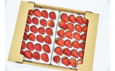 【紅ほっぺ】Lサイズ（48粒） No.259