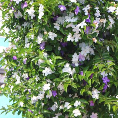 ふるさと納税 藤枝市 【 母の日に!】アメリカジャスミン鉢植え　リング仕立て5号 |  | 02