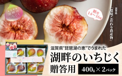 湖畔のいちじく贈答用　2パック　【8月～10月中旬お届け】 糖度14度〜糖度16度 美活 果物 フルーツ 旬のフルーツ 季節の果物 デザート お土産 冷蔵 お取り寄せ 守山市 滋賀県