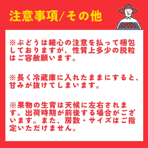 【令和8年産 先行予約】 ロザリオビアンコ ぶどう 約2kg | 新潟県
