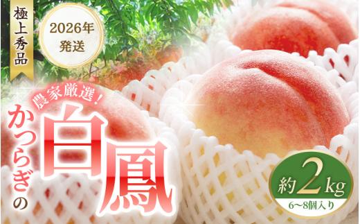 先行販売！【モモ】 白鳳　桃の王様！約2kg 6～8個【秀品】こだわり農家厳選 【2026年6月末頃より順次発送】 【KG12】/  桃 もも モモ 令和8年発送 期間限定 和歌山県 かつらぎ町 フルーツ 果物