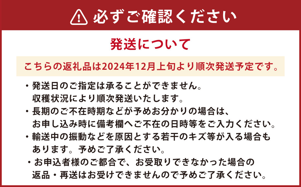 朝摘み当日発送！熊本県産いちご(ゆうべに) 約500g (250g×2パック）