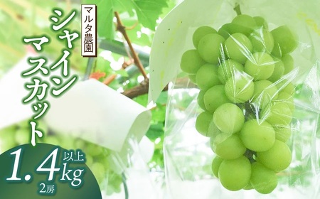 【令和7年産 先行予約】シャインマスカット 1.4kg以上(2房)　マルタ農園