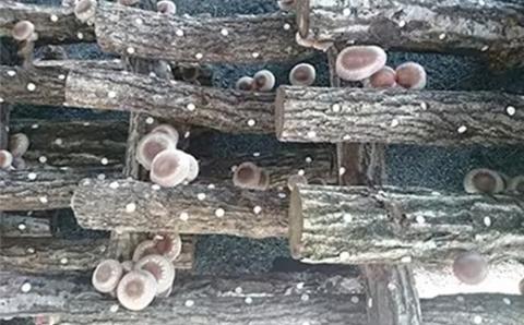 綾部市　化粧箱入り原木乾しいたけ150g