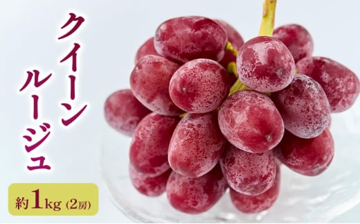 2026年産 【農家からもぎたて直送】クイーンルージュ　約1kg（2房）駒ケ根市 フルーツ お取り寄せ ぶどう ブドウ[№5659-1599]