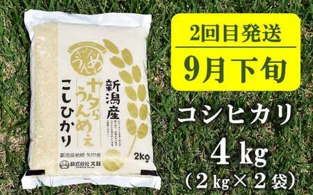 【先行予約・令和8年産新米定期便・8月下旬～発送】新潟米 3種食べ比べ 無洗米 4kg×3回（計 12kg）葉月みのり・コシヒカリ・新之助 水田環境鑑定士在籍[Y0197]