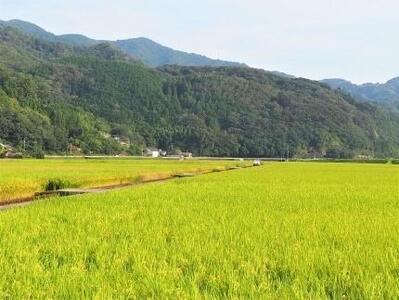 内子からり米　令和7年産ヒノヒカリ（精米5kg×1袋）【北海道・沖縄配送不可】