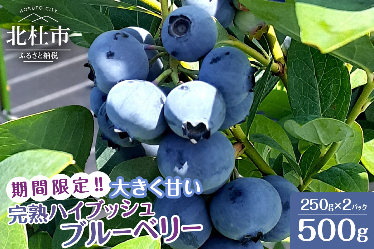 
            【2025年先行予約】6月～7月発送！大きく甘い、完熟ハイブッシュブルーベリー　500g（250g×2パック）　ブルーベリー 完熟 大きい 【2025年先行予約】 計500g ハイブッシュ・ブルーベリー 甘い フルーツ くだもの 冷蔵 期間限定 6月～7月発送 山梨県 北杜市
          