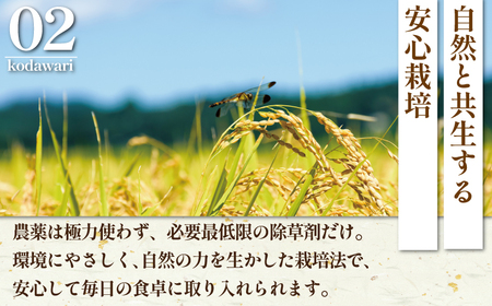 【令和7年産】 新米 特Aランク はるみ 5kg 新米