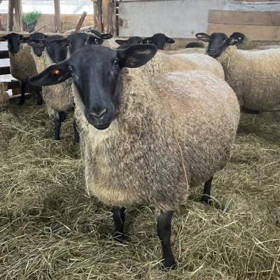 ふるさと納税 せたな町 【北海道産】小野めん羊牧場の国産羊肉(純血サフォーク種)まるごと1頭分