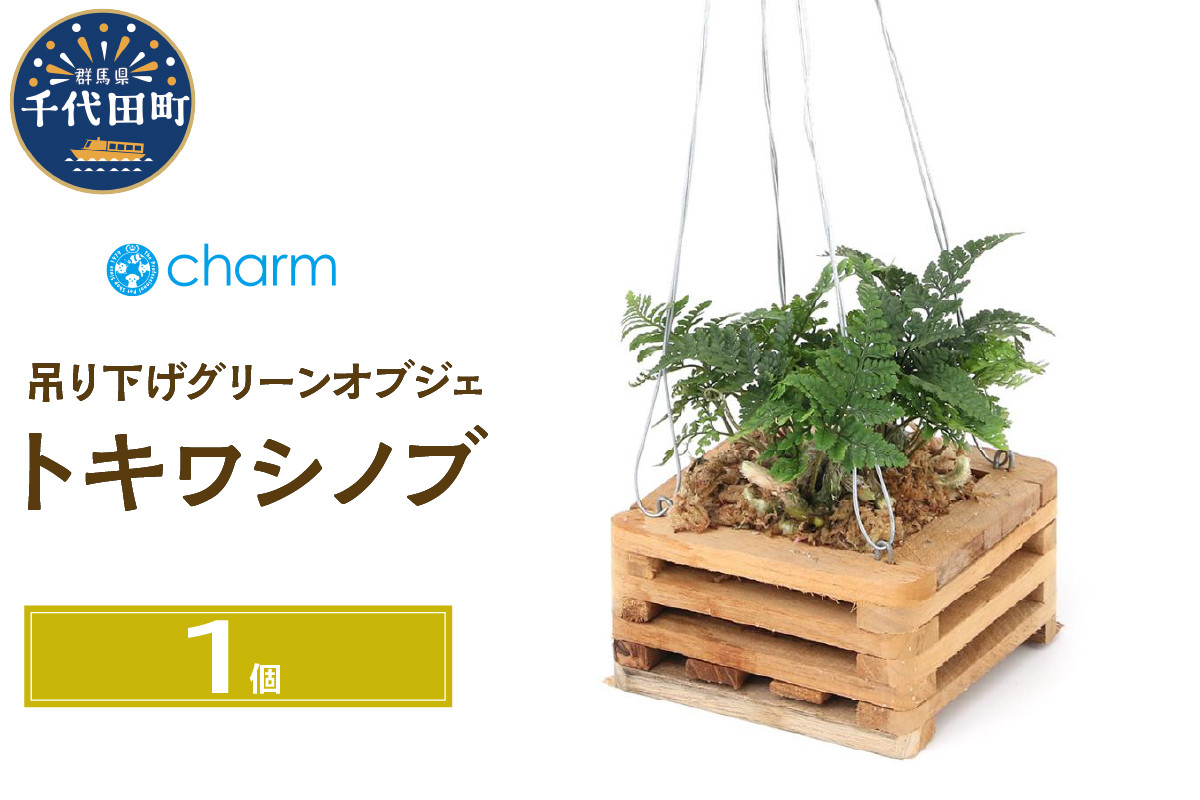 
                  観葉植物 トキワシノブ チーク材 バスケット植え 四角形 小サイズ（１鉢） 北海道冬季発送不可  群馬県 千代田町 インテリア ナチュラル かわいい リラクゼーション 室内栽培 プレゼント ギフト 贈答用 送料無料 趣味 風水 緑 ライフスタイル 人気 オススメ 初心者 玄関 リビング キッチン 株式会社チャーム
                