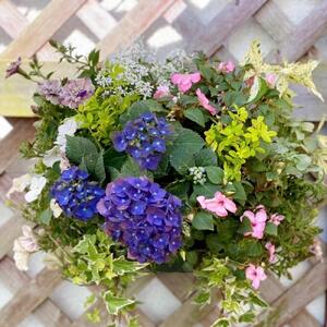 【全2回定期便】 【オンライン決済限定】 花 ハンギングバスケット 寄せ植え 生花 自然 お花 植物 フラワー ギフト ガーデニング 飾り 庭 ベランダ 壁掛け 贈り物 おすすめ オススメ 静岡県 藤