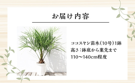 【観葉植物】南国宮崎産ココスヤシ(苗木(10号)1鉢)