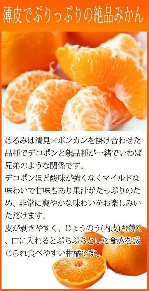 果肉ぷりぷり!完熟はるみ　５ｋｇ［2027年2月上旬頃～2027年2月下旬頃に順次発送］［UT22］