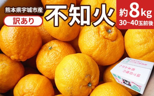 
            【先行予約】 熊本県 宇城市産 不知火 訳あり 約8kg 【2026年2月下旬から4月上旬発送予定】しらぬい 柑橘 みかん 蜜柑 ミカン
          