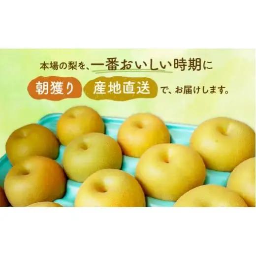 ※先行予約※【かおり5kg】かまがや育ちの完熟梨（観光組合）