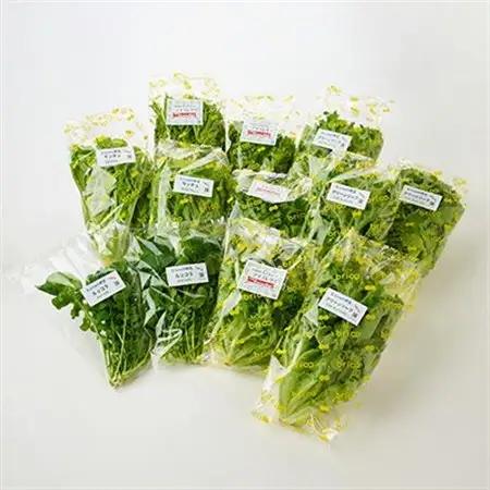 【毎月定期便】G Line brio レタス12パックセット全2回【配送不可地域：離島】【4056842】
