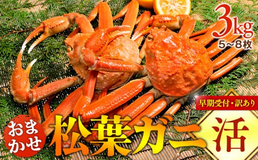 【早期受付】【活】訳あり　松葉ガニおまかせ3kg（5～8枚）《かに カニ 蟹 ズワイガニ》※着日指定不可※2026年11月上旬頃から順次発送予定