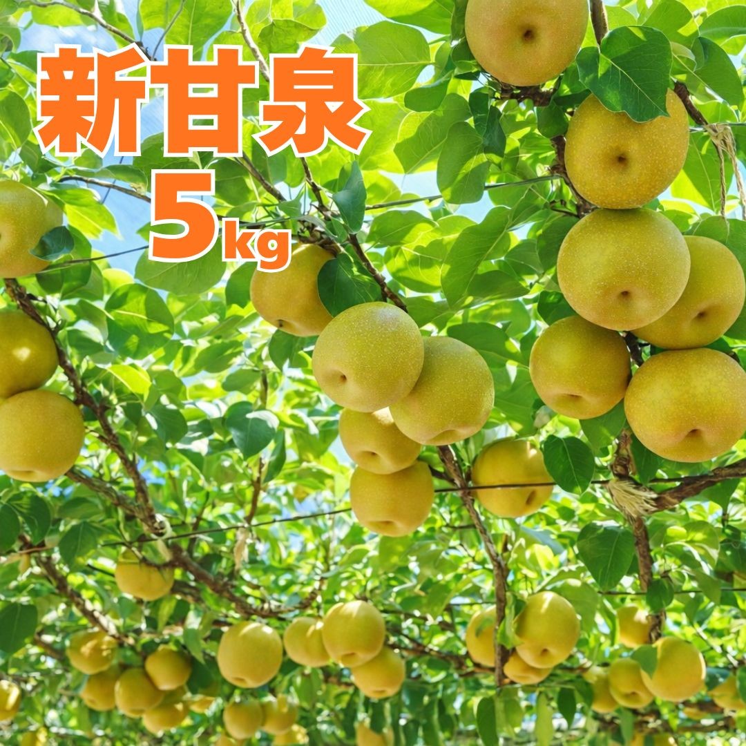 
                  361M.新甘泉5kg■東商果樹園■
                