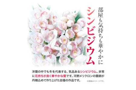 ＜ 先行予約 ＞洋蘭 シンビジウム 4本 《2025年12月上旬‐2026年3月上旬頃出荷》株式会社 河野メリクロン あんみつ館 蘭 ラン 洋ラン シンビジューム 世界一 花 鉢 記念日 送料無料 徳