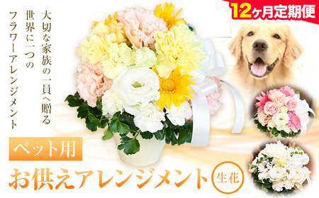 ★12ヶ月定期便★ 花 椿原園 ペット用 お供え アレンジメント 1個 フラワーアレンジメント 《出荷時期をお選びください》 熊本県 荒尾市 生花 お供え 花 お供え用 犬用 猫用 犬 猫 ペット