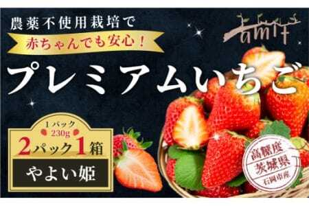 農薬を使わず育てた安心安全 イチゴ やよいひめ 2パック いちご 苺 ナノバブル水素水使用 農薬不使用 希少 国産 果物 フルーツ くだもの 冬 旬 産地直送 農家直送 産直 甘い デザート スイーツ 家庭用 贈答 贈答用 茨城 茨城県 石岡市 (A14-005)