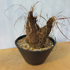 キセロフィタ トリコフィラ (発根管理済) A006｜観葉植物 コーデックス 盆栽 鉢植え インテリア ハコネコ [0687]