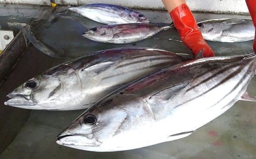 
［1278］初鰹　土佐佐賀港水揚げ　1.0kg　2尾
