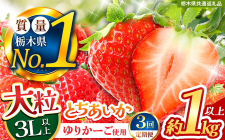 苺 とちあいか ３L以上ホール詰め 【定期便3回】【先行予約】 | 栃木県 下野市