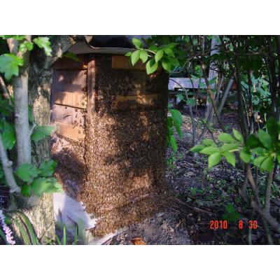 ふるさと納税 下仁田町 希少!純粋日本みつばちの蜂蜜600g |  | 03