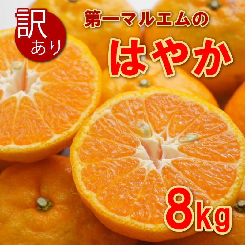 
                  【先行予約】訳あり 早香 8kg 7000円 みかん mikan 蜜柑 ミカン わけあり はやか 産地直送 国産 農家直送 期間限定 数量限定 特産品 ゼリー ジュース アイス 冷凍 みかん 等に 人気 甘い フルーツ 果物 柑橘 おいしい ジューシー 愛媛県 愛南町 第一マルエム青果有限会社
                