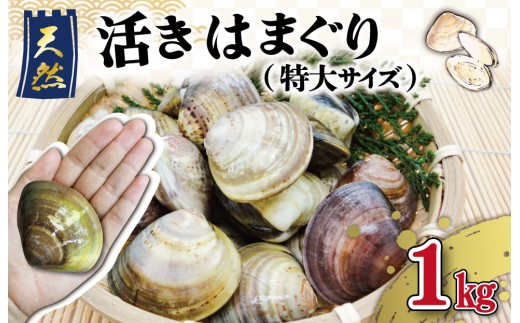 三重県産 活きはまぐり 特大サイズ １kg 【しもい水産】はまぐり ハマグリ 天然はまぐり 活はまぐり 天然 砂抜き ふるさと納税 ふるさと 人気 網焼き 酒蒸し お吸い物 バーベキュー BBQ sm2
